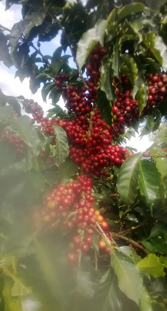 Organic coffee in Machakos