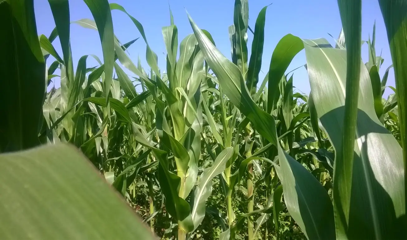 Healthy organic maize plantation