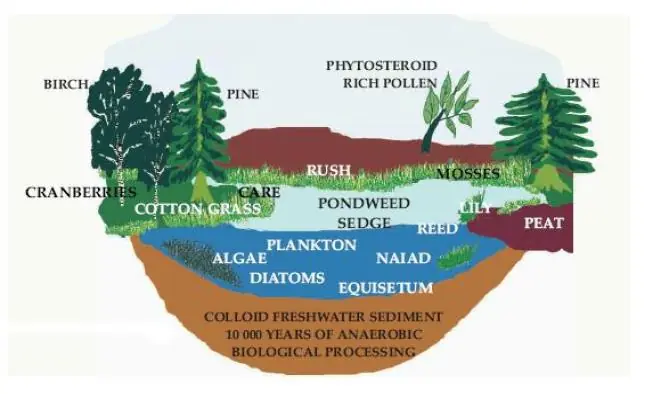 Sapropel formation in freshwater lakes